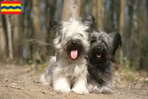 Lees meer over het artikel Skye Terrier fokkers en pups in Overijssel
