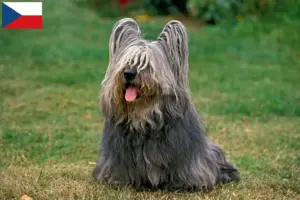 Lees meer over het artikel Skye Terrier fokkers en pups in Tsjechië
