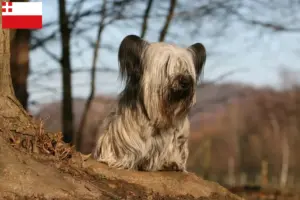 Lees meer over het artikel Skye Terrier fokkers en pups in Utrecht