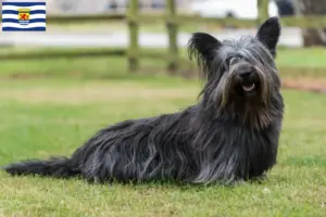 Lees meer over het artikel Skye Terrier fokkers en pups in Zeeland