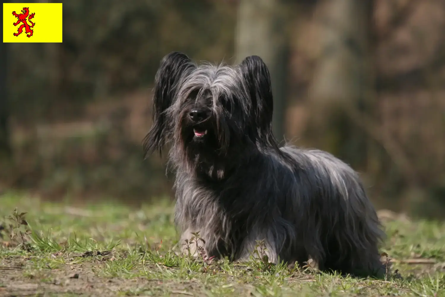 Lees meer over het artikel Skye Terrier fokkers en pups in Zuid-Holland