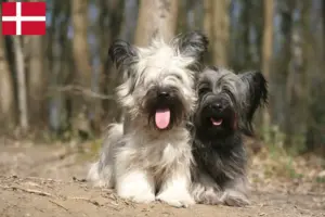 Lees meer over het artikel Skye Terrier fokkers en pups in Denemarken