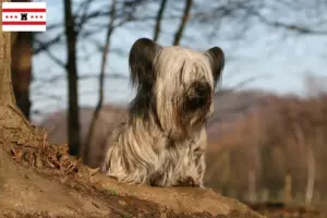 Lees meer over het artikel Skye Terrier fokkers en pups in Drenthe