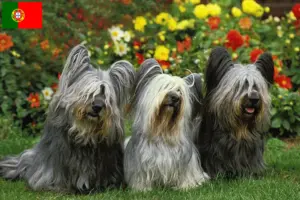 Lees meer over het artikel Skye Terrier fokkers en pups in Portugal