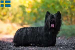 Lees meer over het artikel Skye Terrier fokkers en pups in Zweden