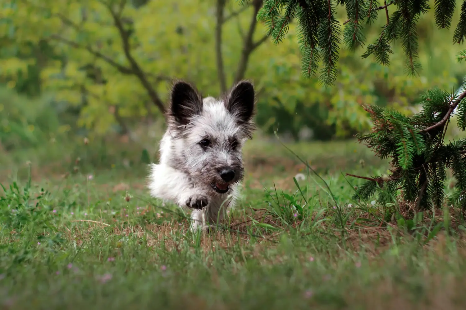 Een Skye Terrier puppy kopen betekent verantwoordelijkheid nemen! Skye Terrier puppy kopen.