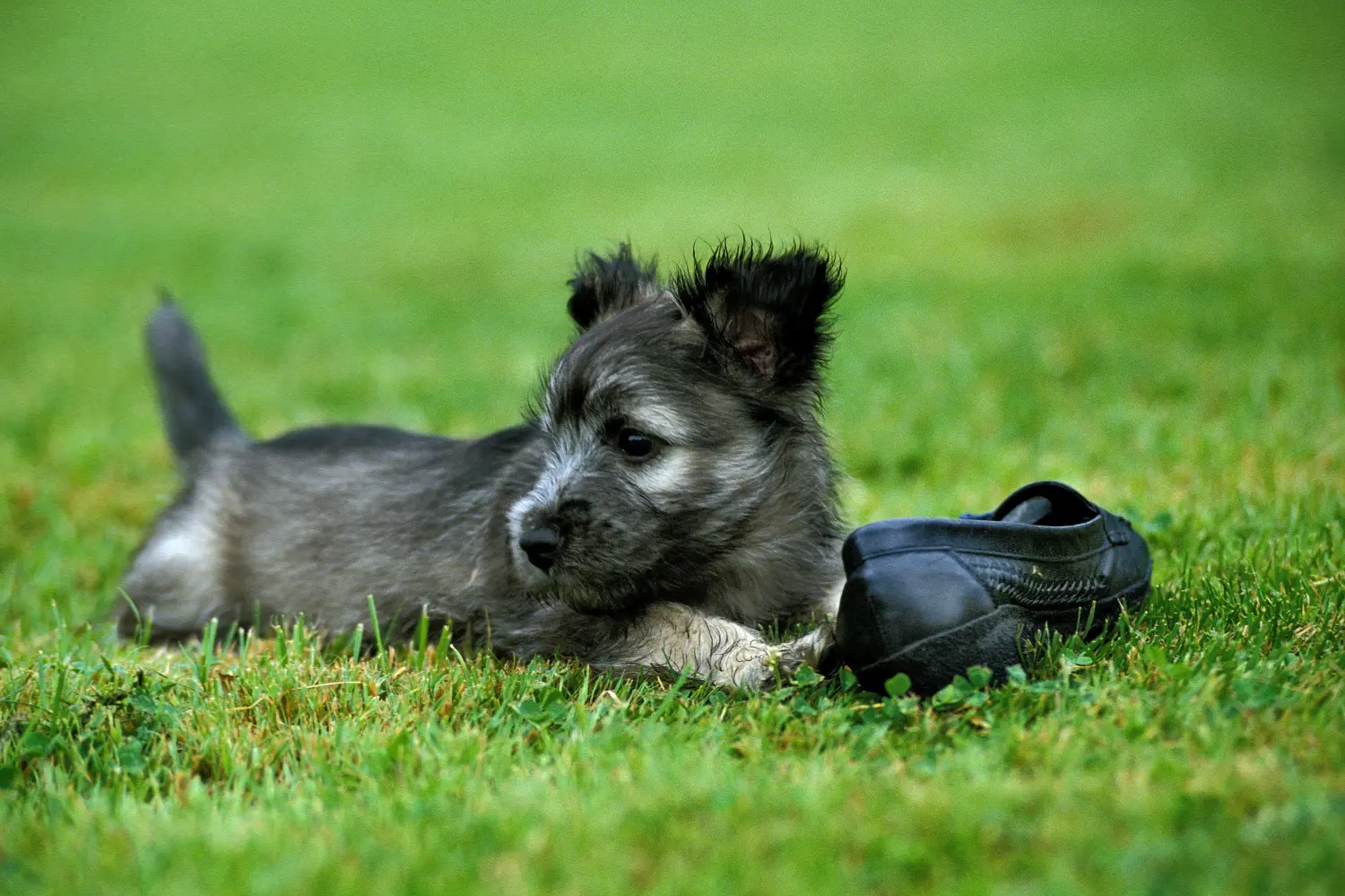 Een Skye Terrier puppy kopen betekent verantwoordelijkheid nemen! Skye Terrier puppy kopen.