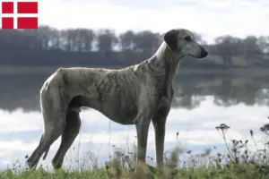 Lees meer over het artikel Sloughi fokkers en pups in Denemarken