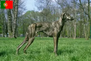 Lees meer over het artikel Sloughi fokkers en pups in Portugal