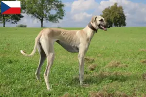 Lees meer over het artikel Sloughi fokkers en puppy’s in Tsjechië