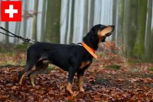 Lees meer over het artikel Slovenský kopov fokkers en pups in Zwitserland
