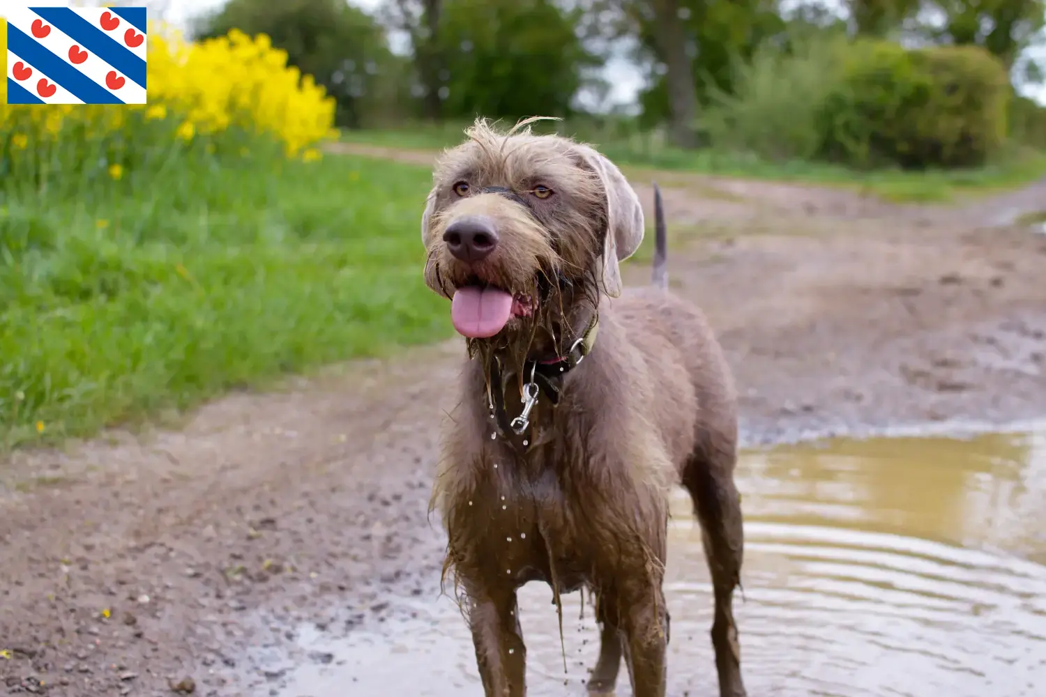 Lees meer over het artikel Slowaakse baard fokker en puppies in Friesland
