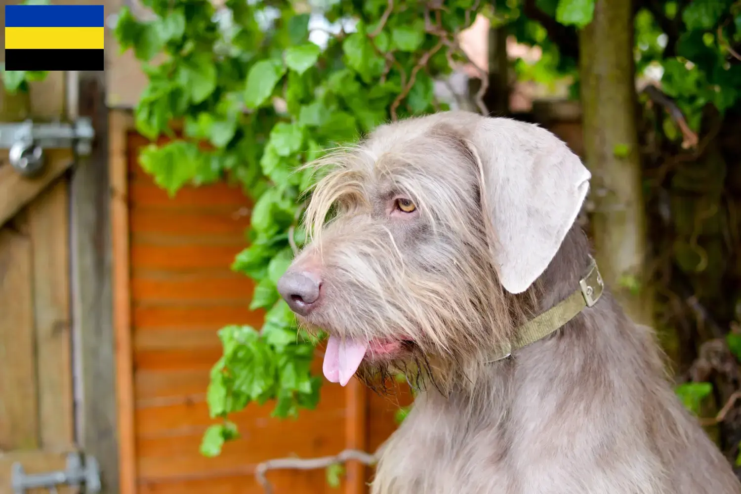 Slowaakse Draadhaar Puppy's en Fokker Gelderland Hier vind je Slowaakse Draadhaar Pointer fokkers in Gelderland.