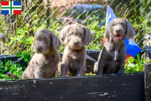Lees meer over het artikel Slowaakse baard fokker en puppies in Groningen