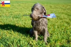 Lees meer over het artikel Slowaakse baard fokker en puppies in Limburg