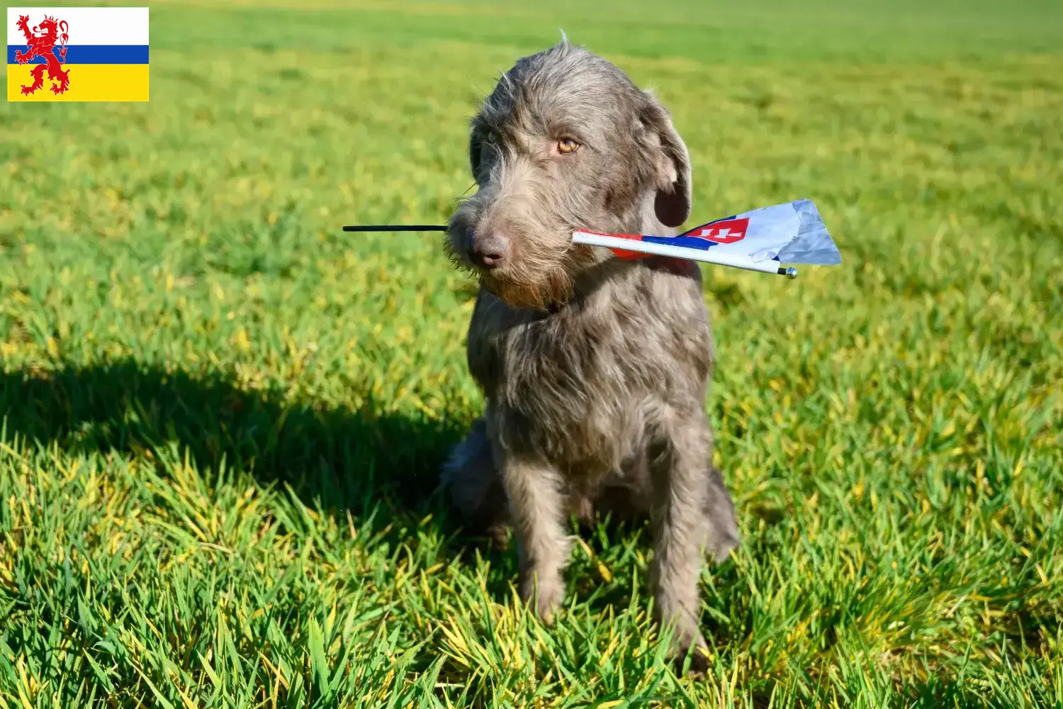 Slowaakse Ruwbaard pups en fokker Limburg Hier vind je Slowaakse Draadhaar Pointer fokkers in Limburg.