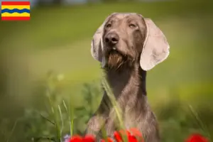 Lees meer over het artikel Slowaakse baard fokker en puppies in Overijssel