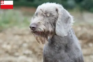 Lees meer over het artikel Slowaakse baard fokker en puppies in Utrecht