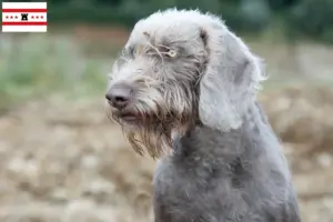 Lees meer over het artikel Slowaakse baard fokker en puppies in Drenthe