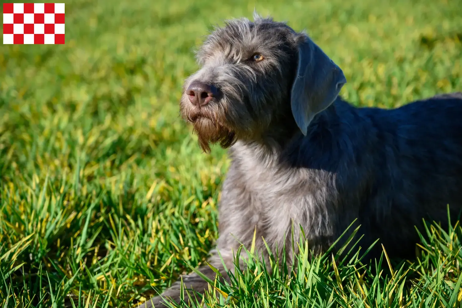 Lees meer over het artikel Slowaakse ruwharige baard fokker en puppies in Noord-Brabant