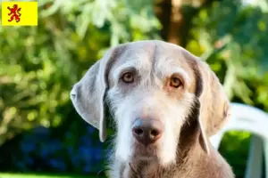 Lees meer over het artikel Slowaakse ruwbaard fokker en puppies in Zuid-Holland