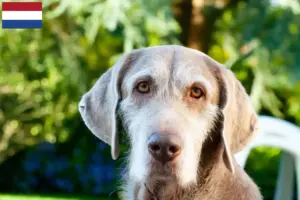 Lees meer over het artikel Slowaakse Draadhaar Baard fokkers en puppies in Nederland