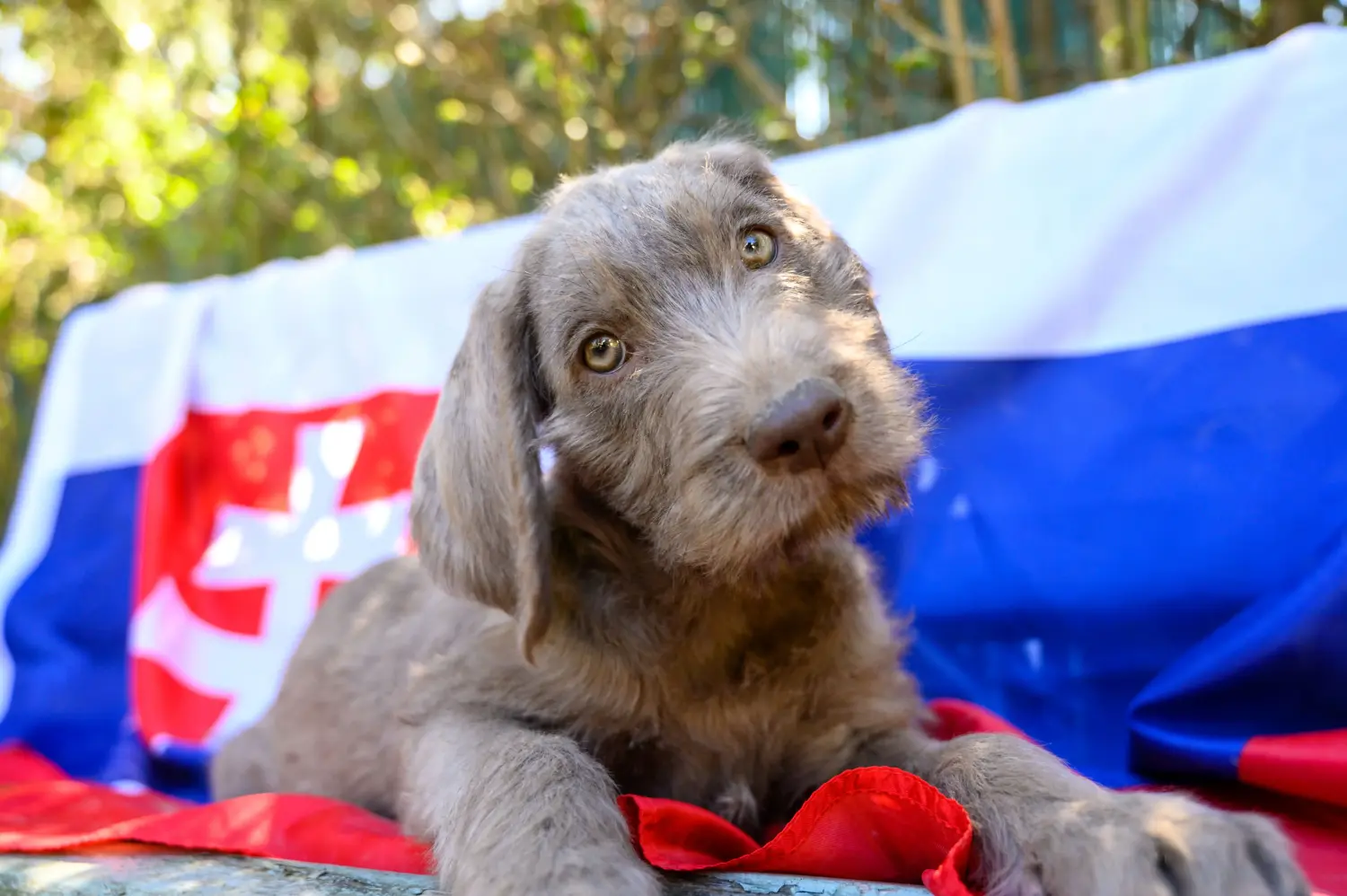 Een Slowaakse ruwharige puppy kopen betekent verantwoordelijkheid nemen! Slowaakse ruwharige puppy kopen.