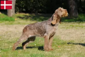 Lees meer over het artikel Spinone Italiano fokkers en pups in Denemarken