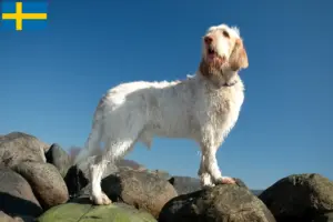 Lees meer over het artikel Spinone Italiano fokkers en pups in Zweden