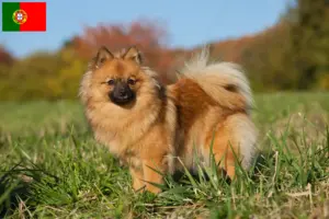 Lees meer over het artikel Spitz fokkers en pups in Portugal