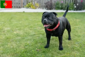 Lees meer over het artikel Staffordshire Bull Terrier fokkers en puppies in Portugal