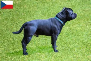 Lees meer over het artikel Staffordshire Bull Terrier fokkers en puppies in Tsjechië