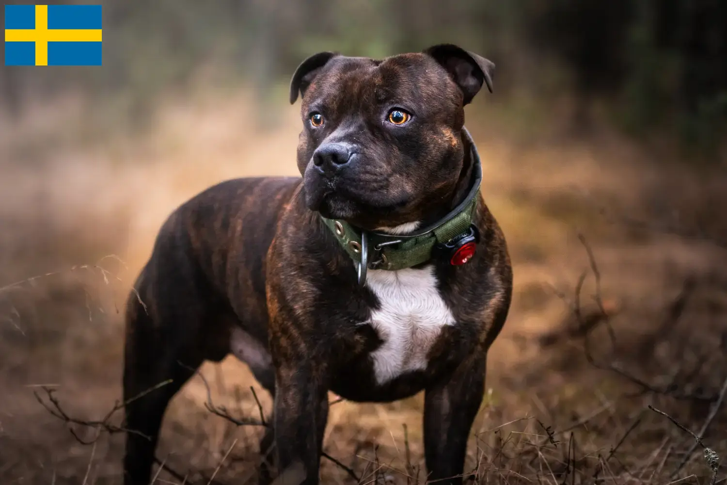 Lees meer over het artikel Staffordshire Bull Terrier fokkers en pups in Zweden