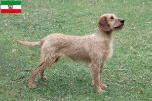 Lees meer over het artikel Steirische Rauhhaarbracke fokkers en pups in Noordrijn-Westfalen
