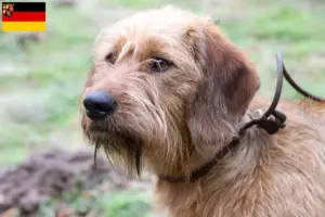 Lees meer over het artikel Steirische Rauhhaarbracke fokkers en puppies in Rijnland-Palts