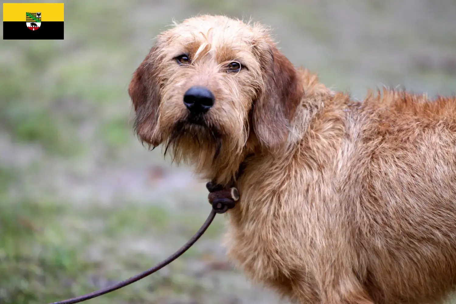 Steirische Rauhhaarbracke pups en fokkers Saksen-Anhalt Hier vind je fokkers van Styrian Wirehaired Hound in Saksen-Anhalt.