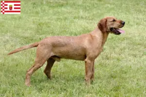 Lees meer over het artikel Steirische Rauhhaarbracke fokkers en puppies in Bremen