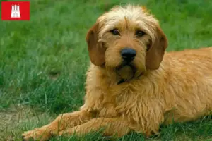 Lees meer over het artikel Steirische Rauhhaarbracke fokkers en puppies in Hamburg