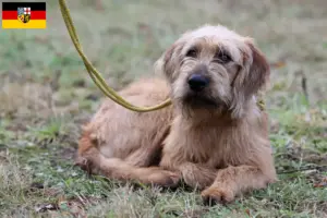 Lees meer over het artikel Steirische Rauhhaarbracke fokkers en puppies in Saarland