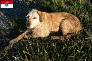 Lees meer over het artikel Steirische Rauhhaarbracke fokkers en puppies in Hessen