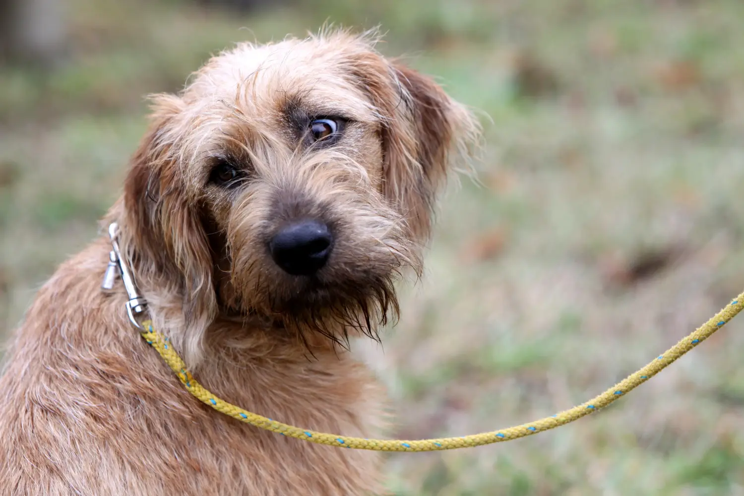 Een Styrian Wirehaired Hound puppy kopen betekent verantwoordelijkheid nemen! Styrian Wirehaired Hound puppy kopen.