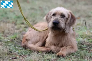 Lees meer over het artikel Rauhhaarbracke fokkers en puppies in Beieren
