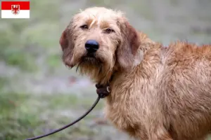 Lees meer over het artikel Steirische Rauhhaarbracke fokkers en puppies in Brandenburg