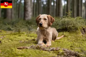 Lees meer over het artikel Steirische Rauhhaarbracke fokkers en puppies in Nedersaksen