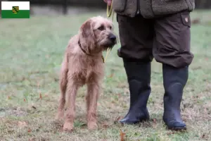 Lees meer over het artikel Steirische Rauhhaarbracke fokkers en puppies in Saksen