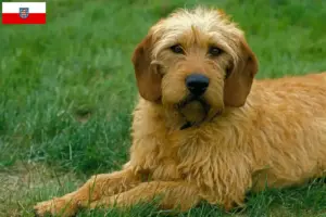 Lees meer over het artikel Steirische Rauhhaarbracke fokkers en puppies in Thüringen