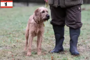 Lees meer over het artikel Steirische Rauhhaarbracke fokkers en puppies in Berlijn