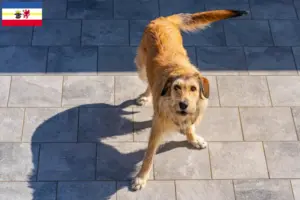 Lees meer over het artikel Steirische Rauhhaarbracke fokkers en puppies in Mecklenburg-Vorpommern