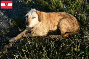 Lees meer over het artikel Styrian Roughcoat Fokker en Puppies in Oostenrijk