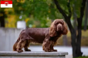 Lees meer over het artikel Sussex-Spaniel fokkers en pups in Brandenburg